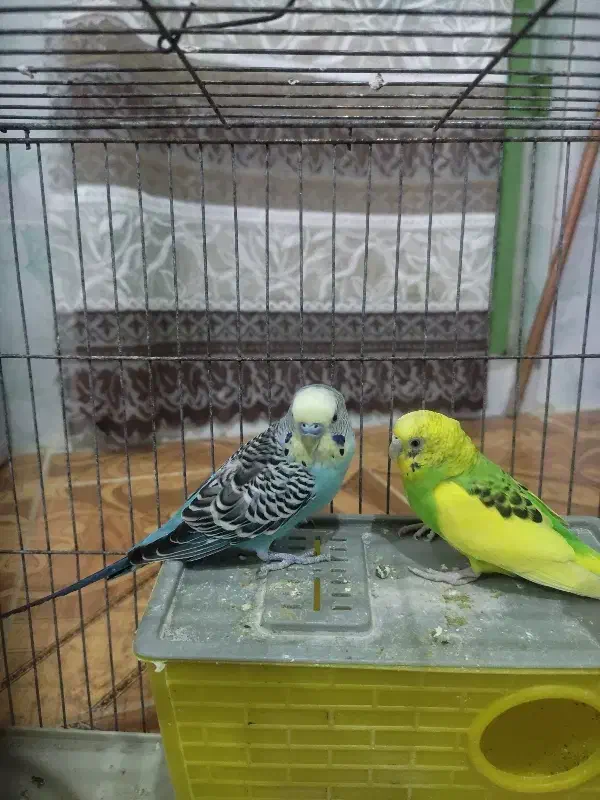 مرغ عشق|پرنده|آبدانان, |دیوار