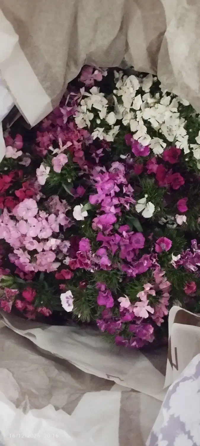 کشاورز|گل و گیاه طبیعی|آمل, |دیوار