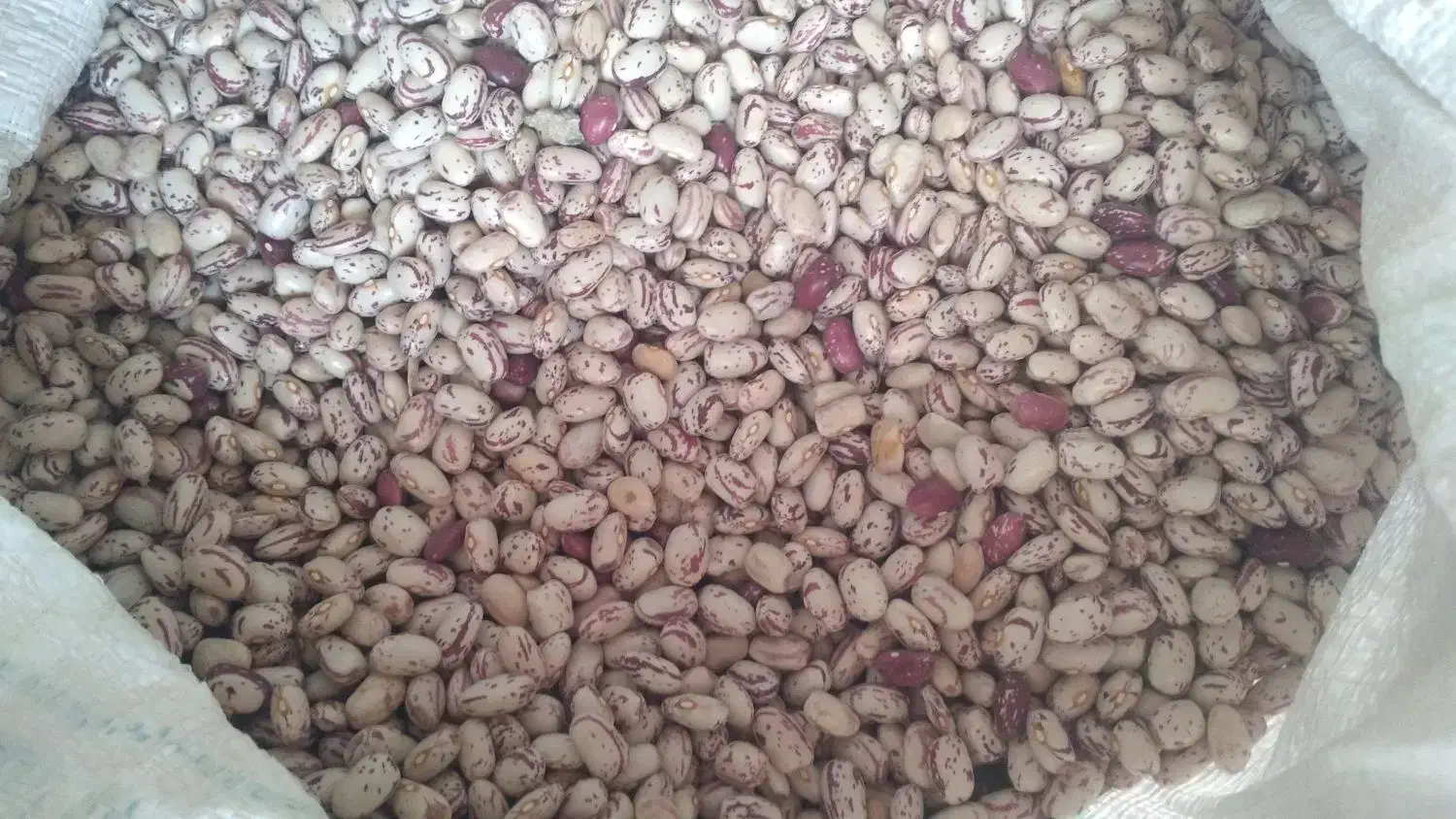 لوبیا چیتی|خوردنی و آشامیدنی|نظر کهریزی, |دیوار