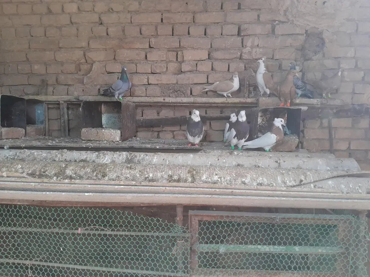 کبوتر|پرنده|خوشاب, |دیوار