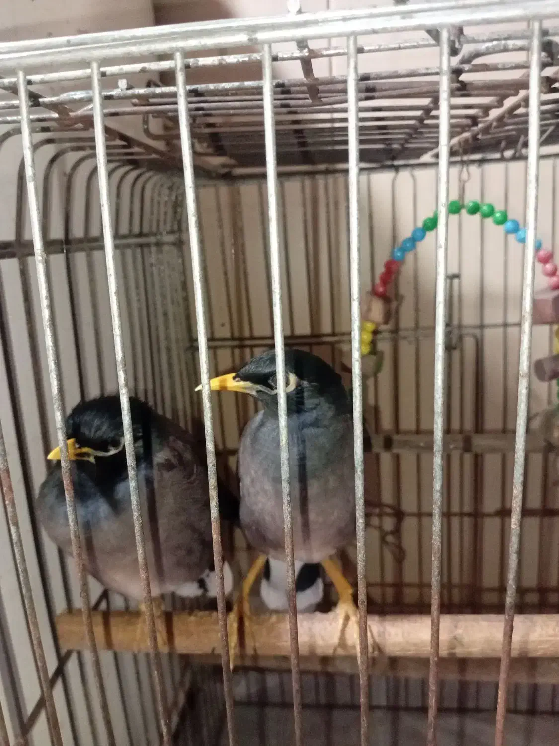 مرغ مینا|پرنده|لاهیجان, آهندان|دیوار