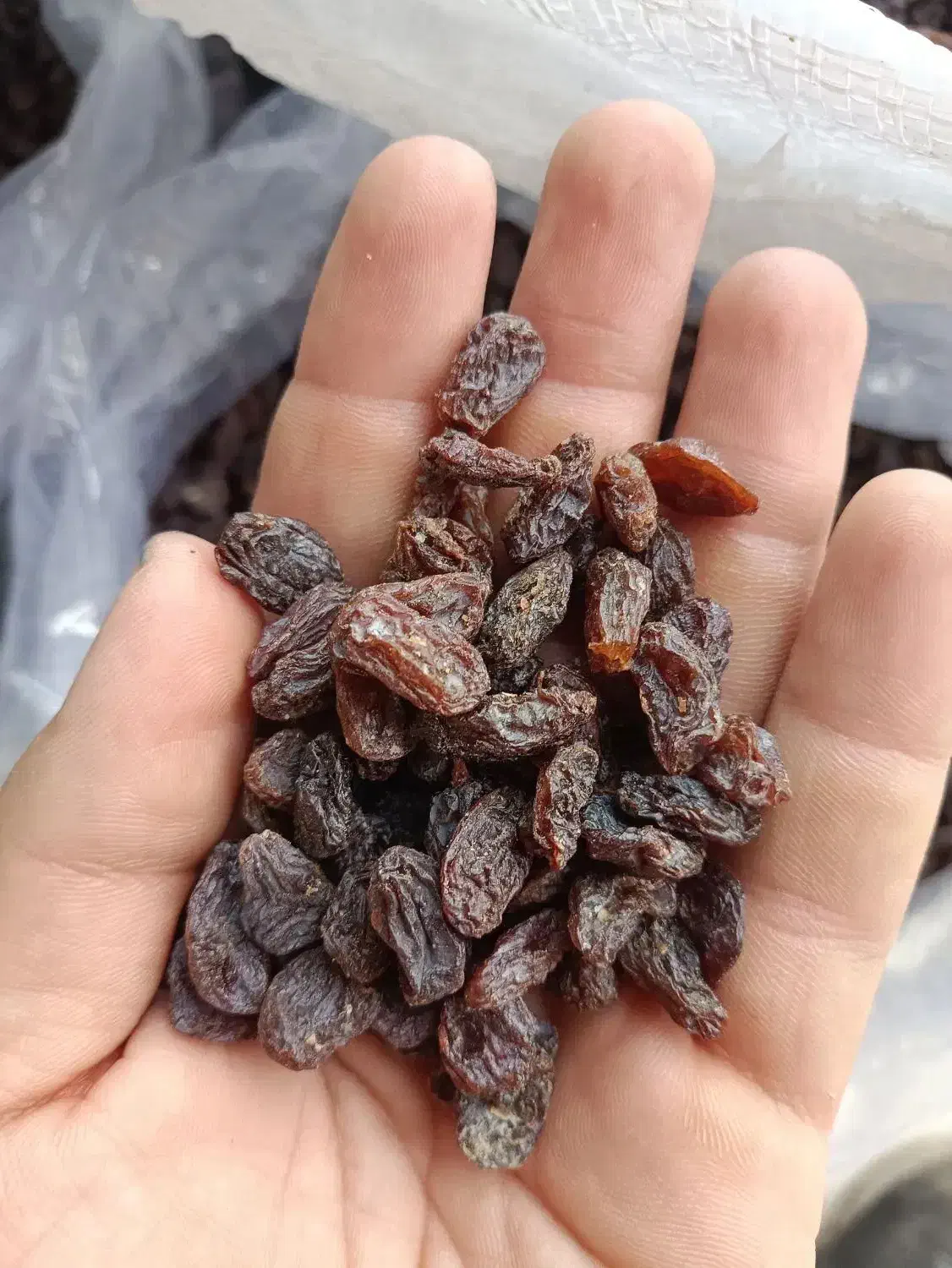 کشمش افتابی سورت لیزر بدون حتی یه دونه سوک و روغن|خوردنی و آشامیدنی|اصفهان, زهران|دیوار