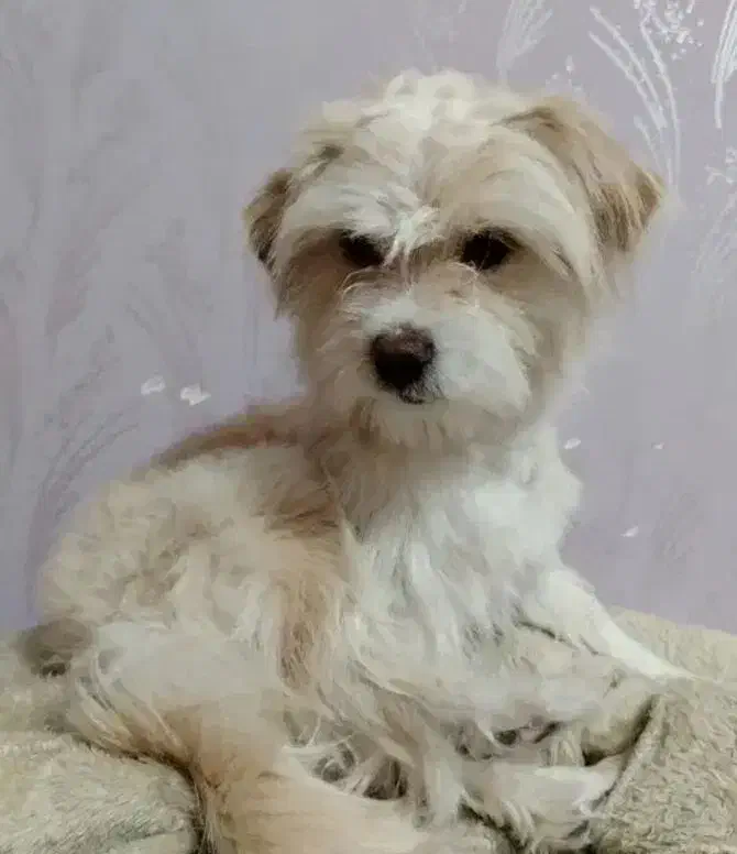 سگ شیتزو|سگ|شاهین‌شهر, شهرک ردانی پور|دیوار