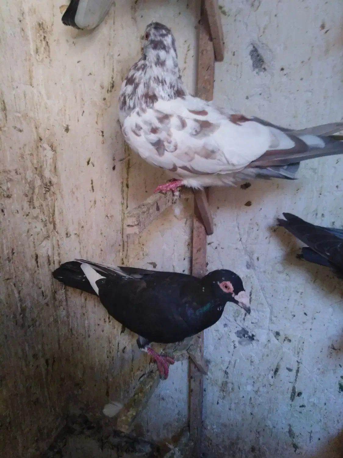 کفترشهرستانی|پرنده|مشهد, عبادی|دیوار