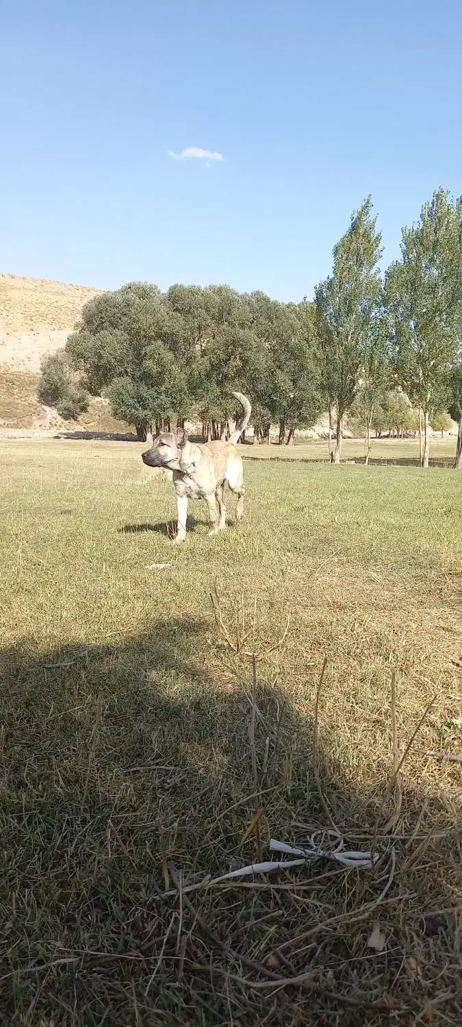 سرابی 6ماهه|سگ|بستان آباد, |دیوار