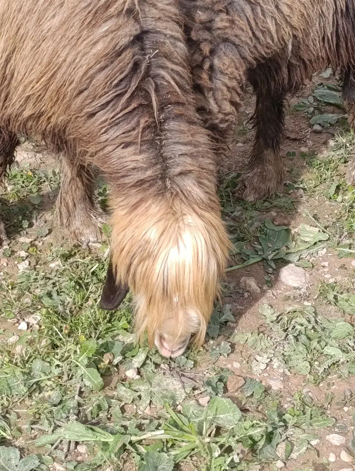 میش روزگاری|حیوانات مزرعه|گتوند, |دیوار