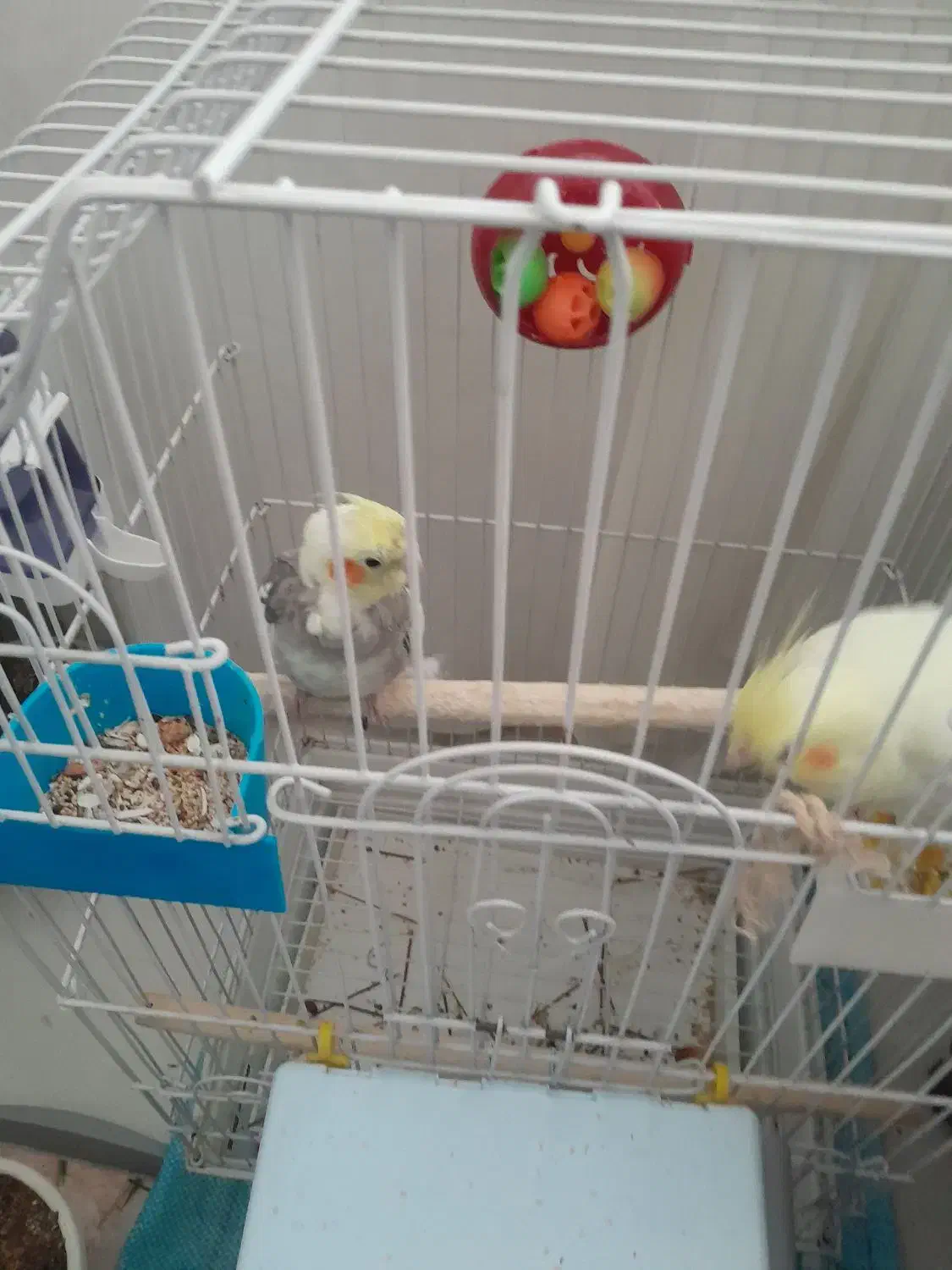 عروس هلندی نروماده|پرنده|بیرجند, |دیوار