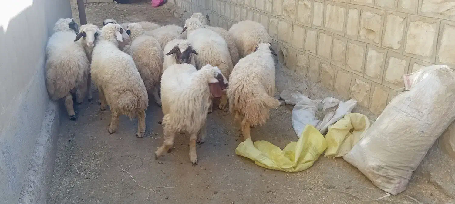 بره فروش|حیوانات مزرعه|گچی, |دیوار