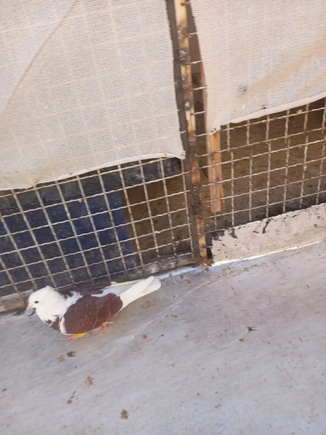 کهنه حریف|پرنده|اسفراین, |دیوار