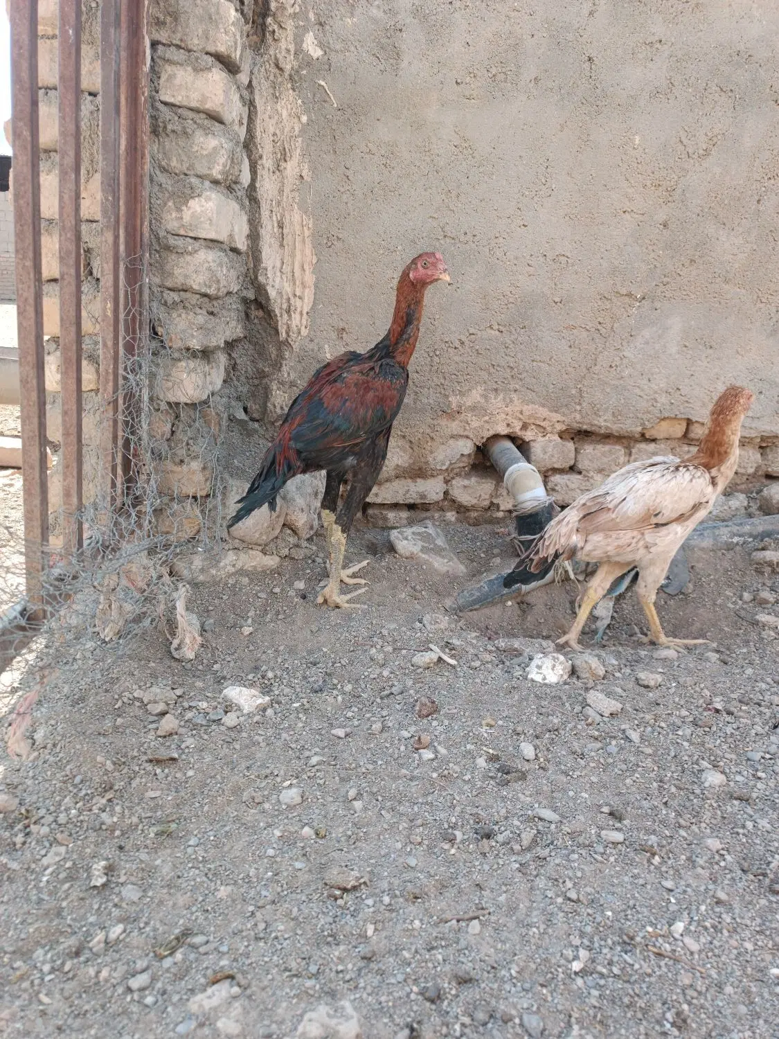لاری|حیوانات مزرعه|مشهد, کوی پلیس|دیوار