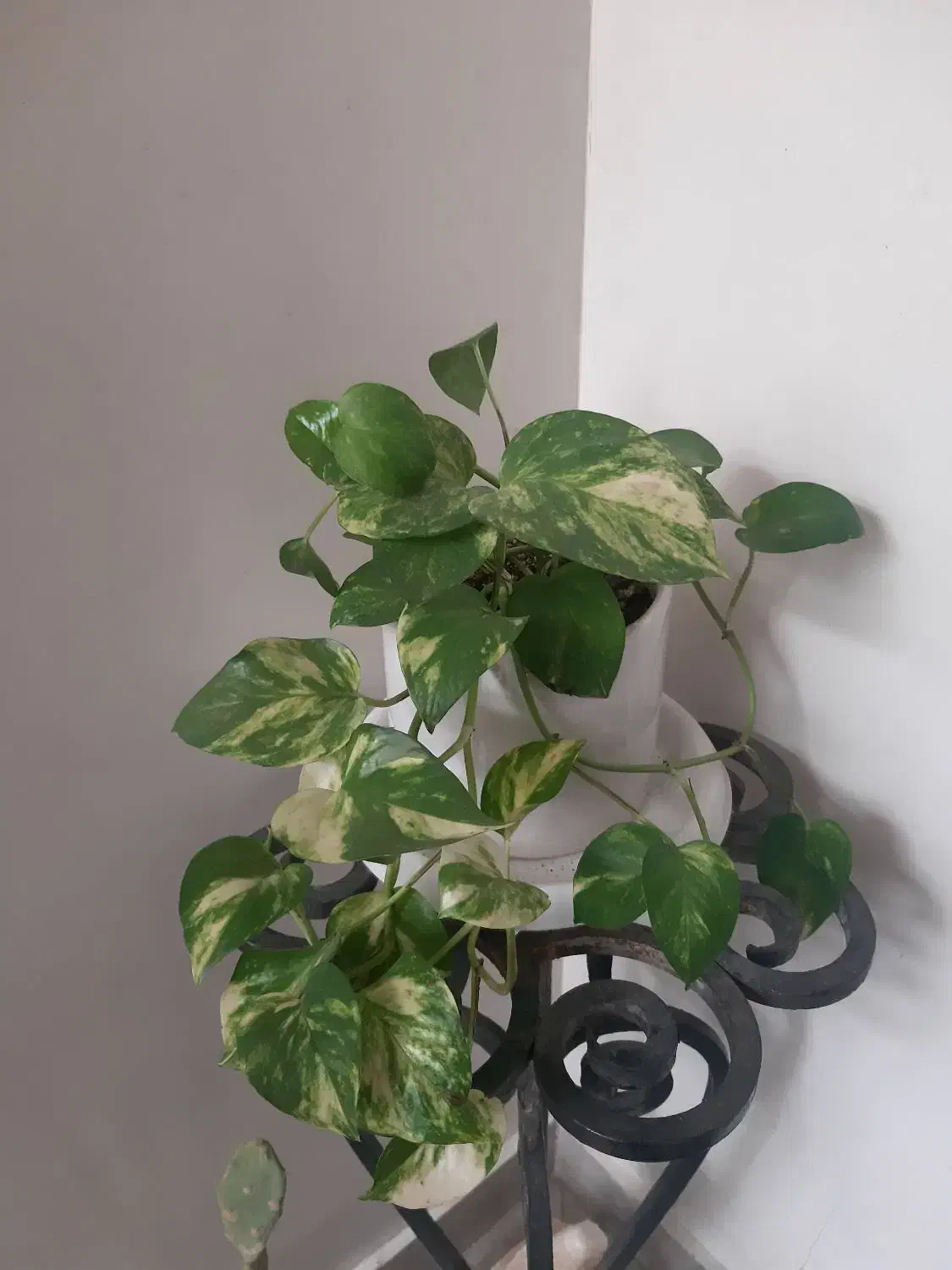 گیاه طبیعی|گل و گیاه طبیعی|تهران, تهرانپارس شرقی|دیوار