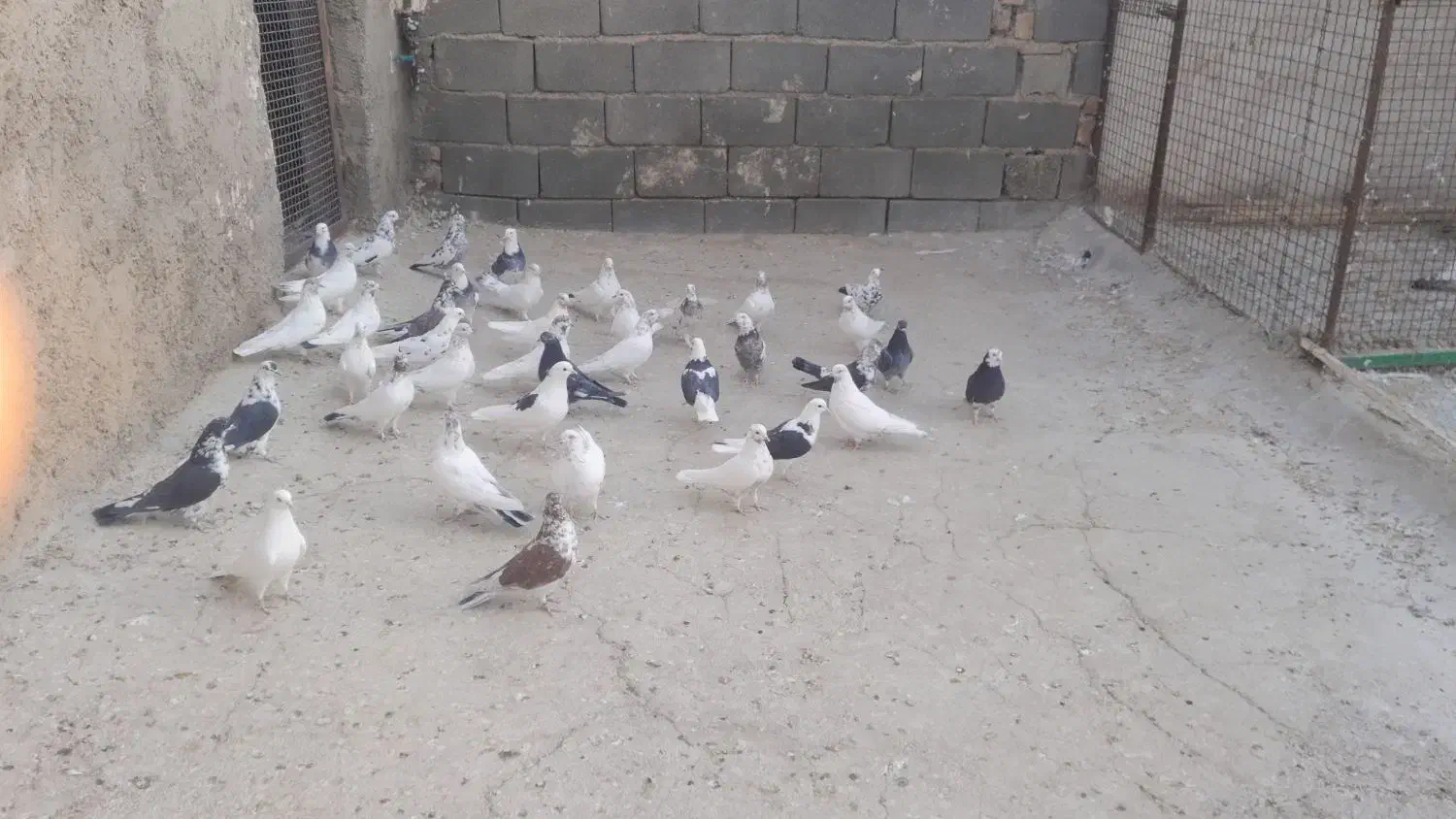 کفترگرو|پرنده|تهران, بلورسازی|دیوار