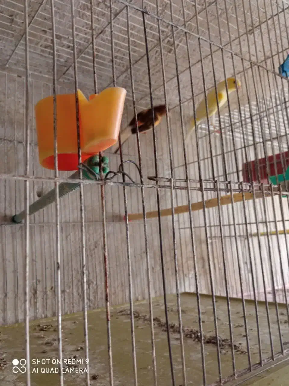 فروش ۱۰جفت قناری قیمت توافقی|پرنده|میانه, |دیوار