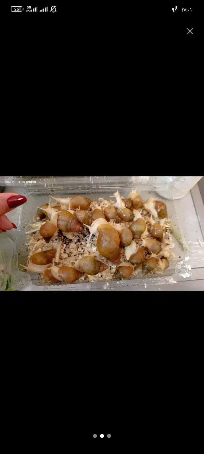 حلزون|خزنده|کرمان, |دیوار