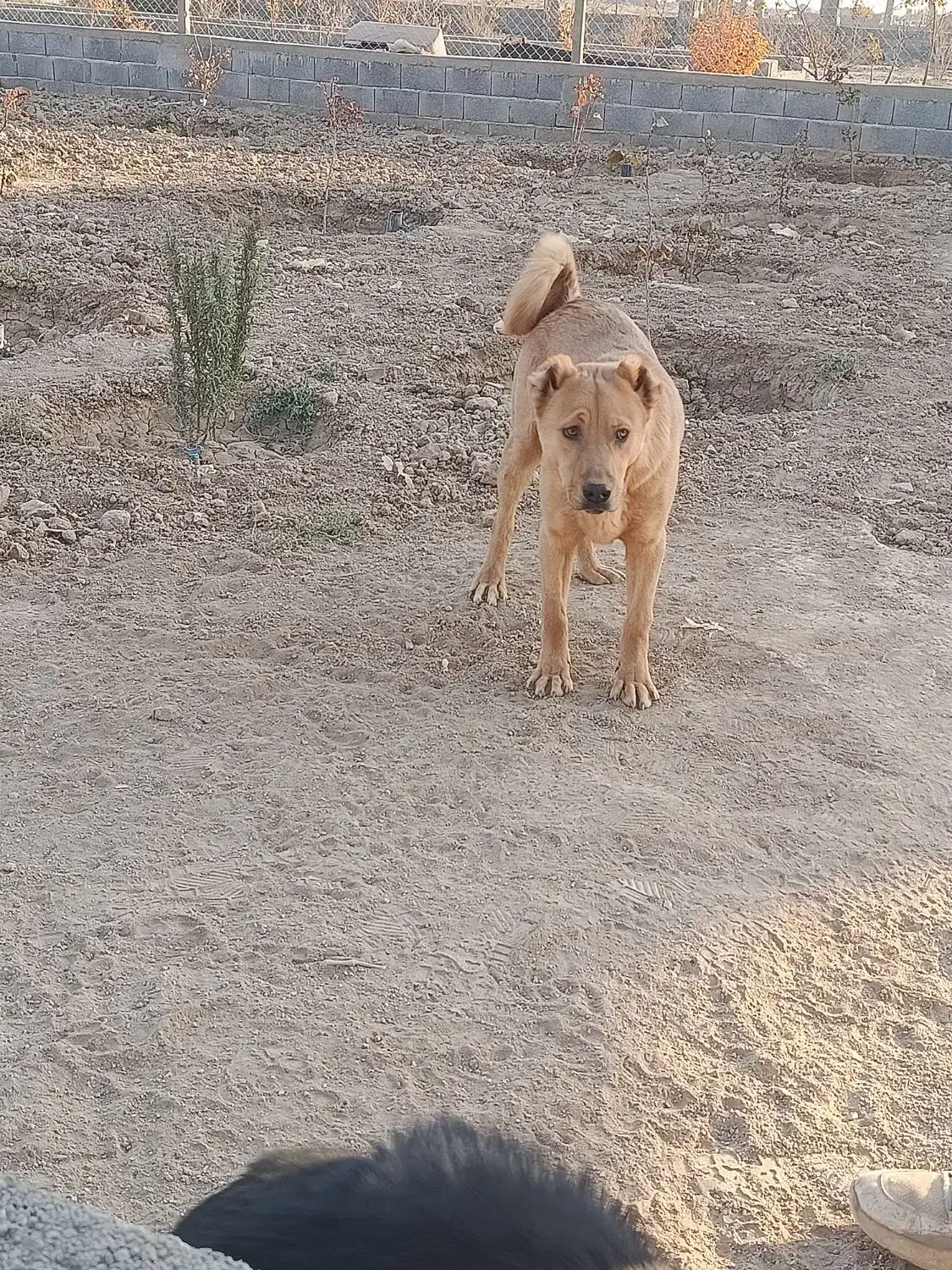 واگذاری سگ|سگ|شاهینشهر, گرگاب|دیوار