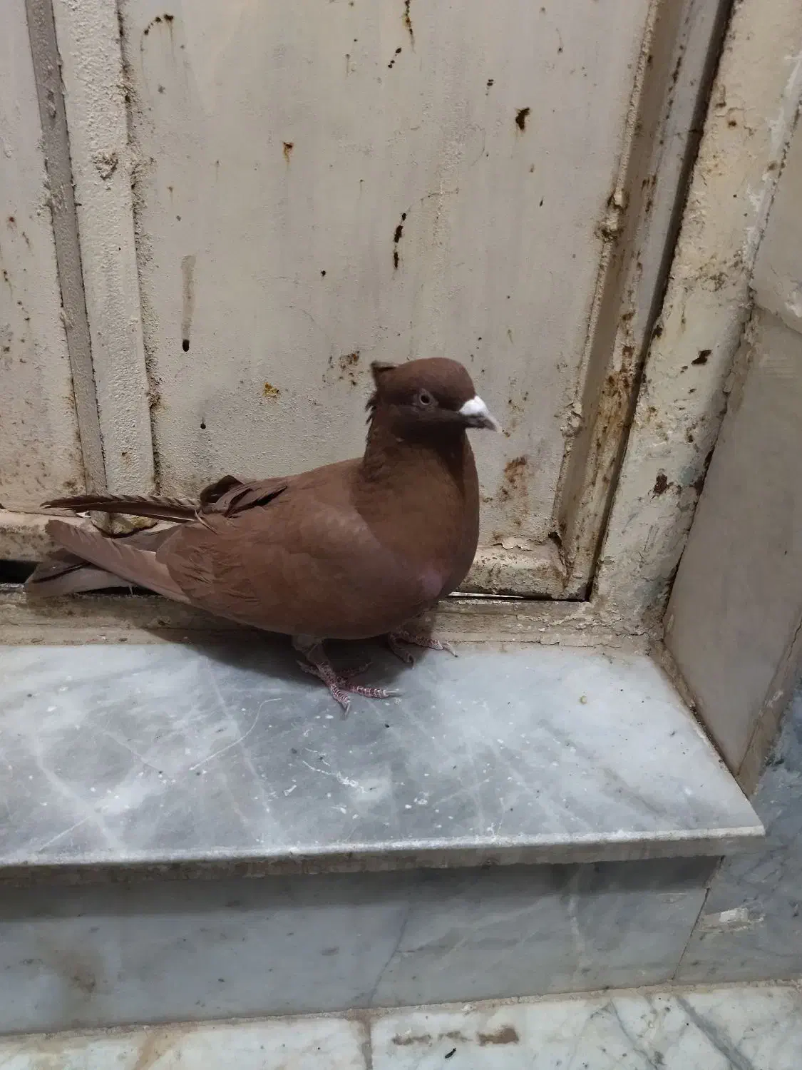 سرخ کالکی نر|پرنده|سبزوار, قصبه شرقی|دیوار