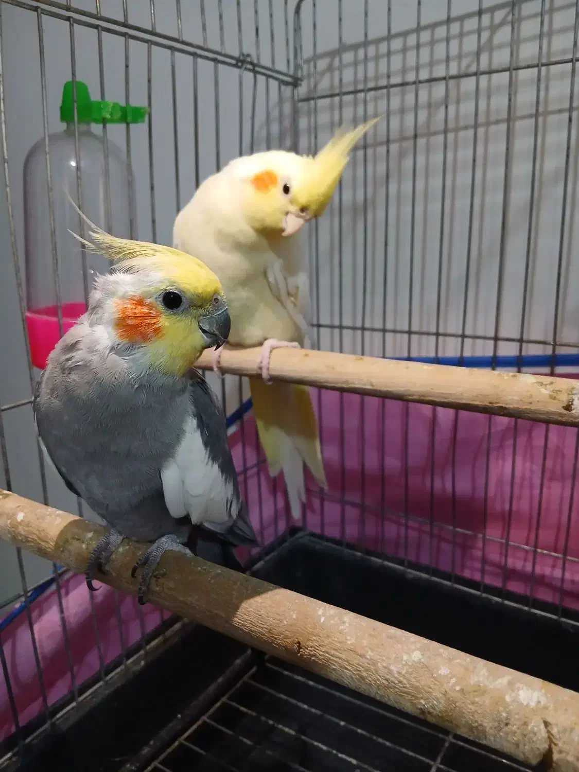 عروس هلندی مولد|پرنده|اندیشه, اندیشه فاز ۲|دیوار