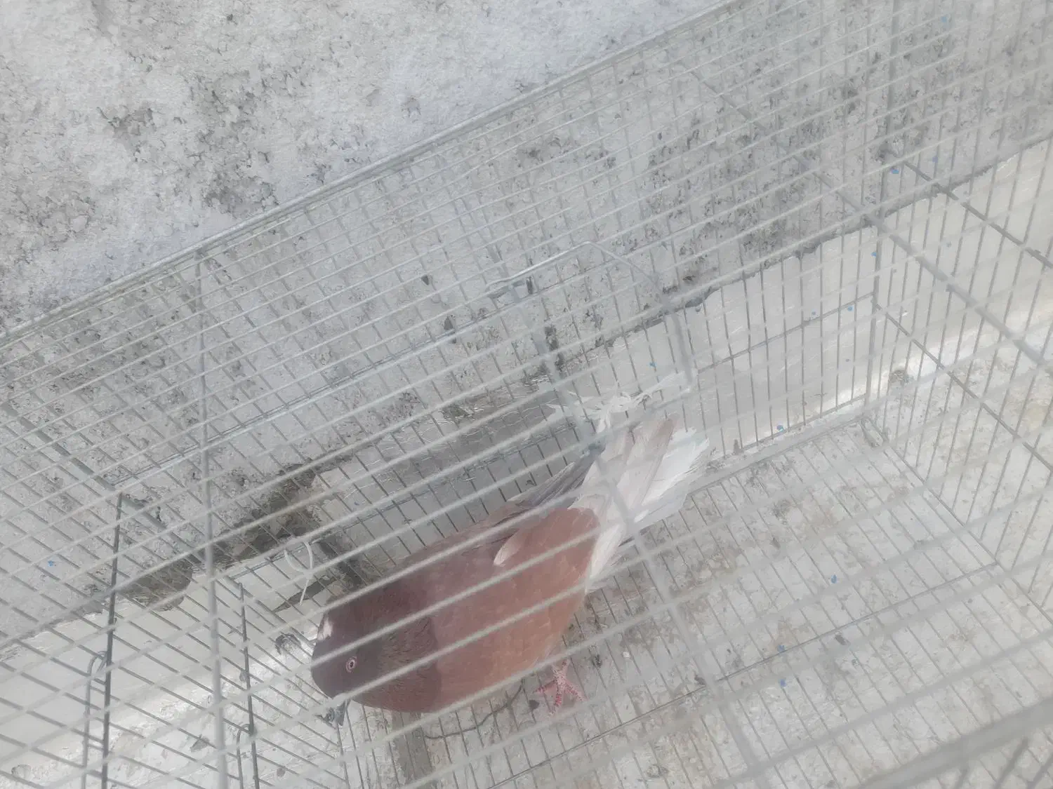 کفتر نر سرخ|پرنده|نجف‌آباد, یزدانشهر|دیوار