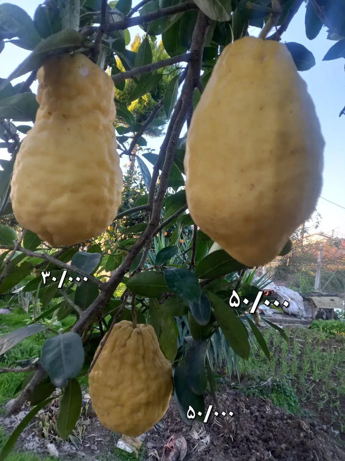 بادرنگ|خوردنی و آشامیدنی|شفت, |دیوار