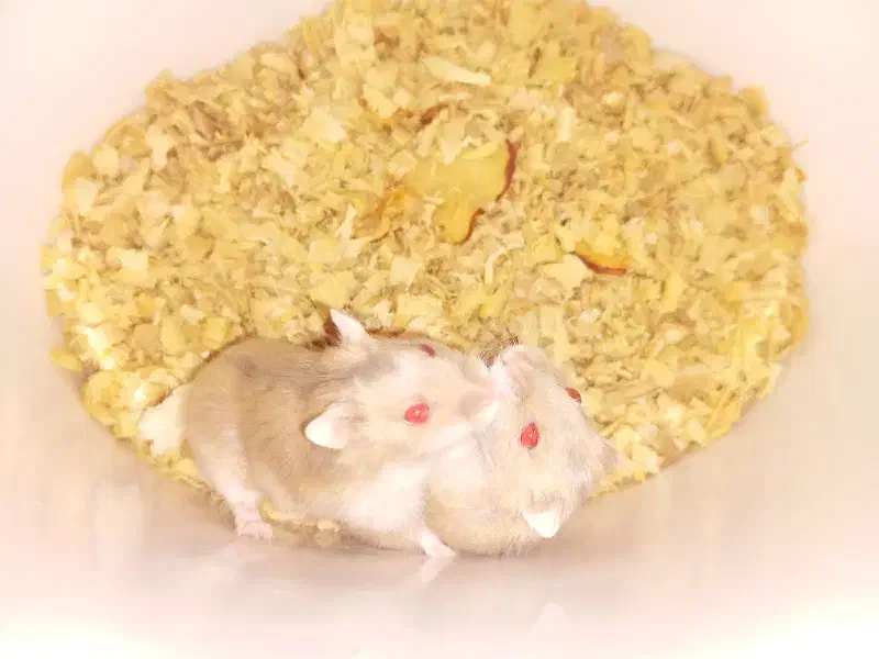 همستر کمپل مینیاتوری|موش و خرگوش|تهران, هفده شهریور|دیوار