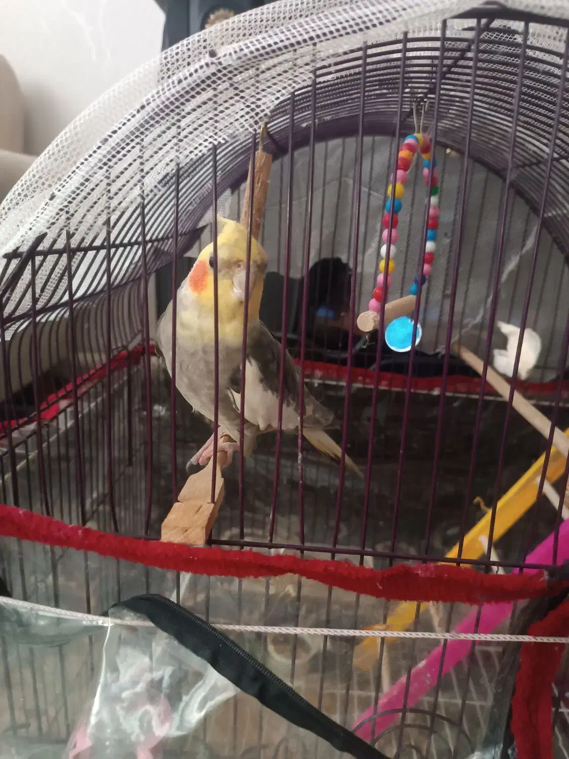 عروس هلندی سخنگو معاوضه|پرنده|سراب, |دیوار