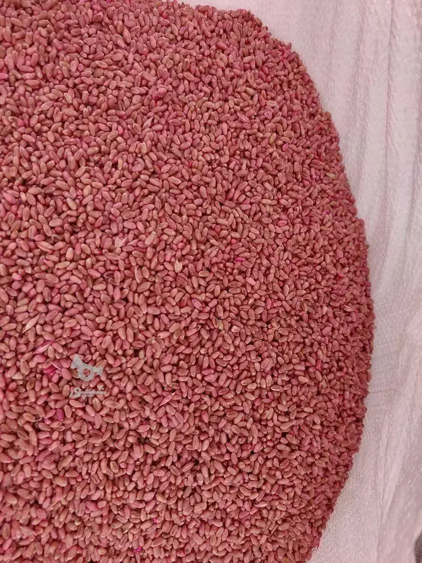 گندم بذری پراو|خوردنی و آشامیدنی|جوانرود, |دیوار