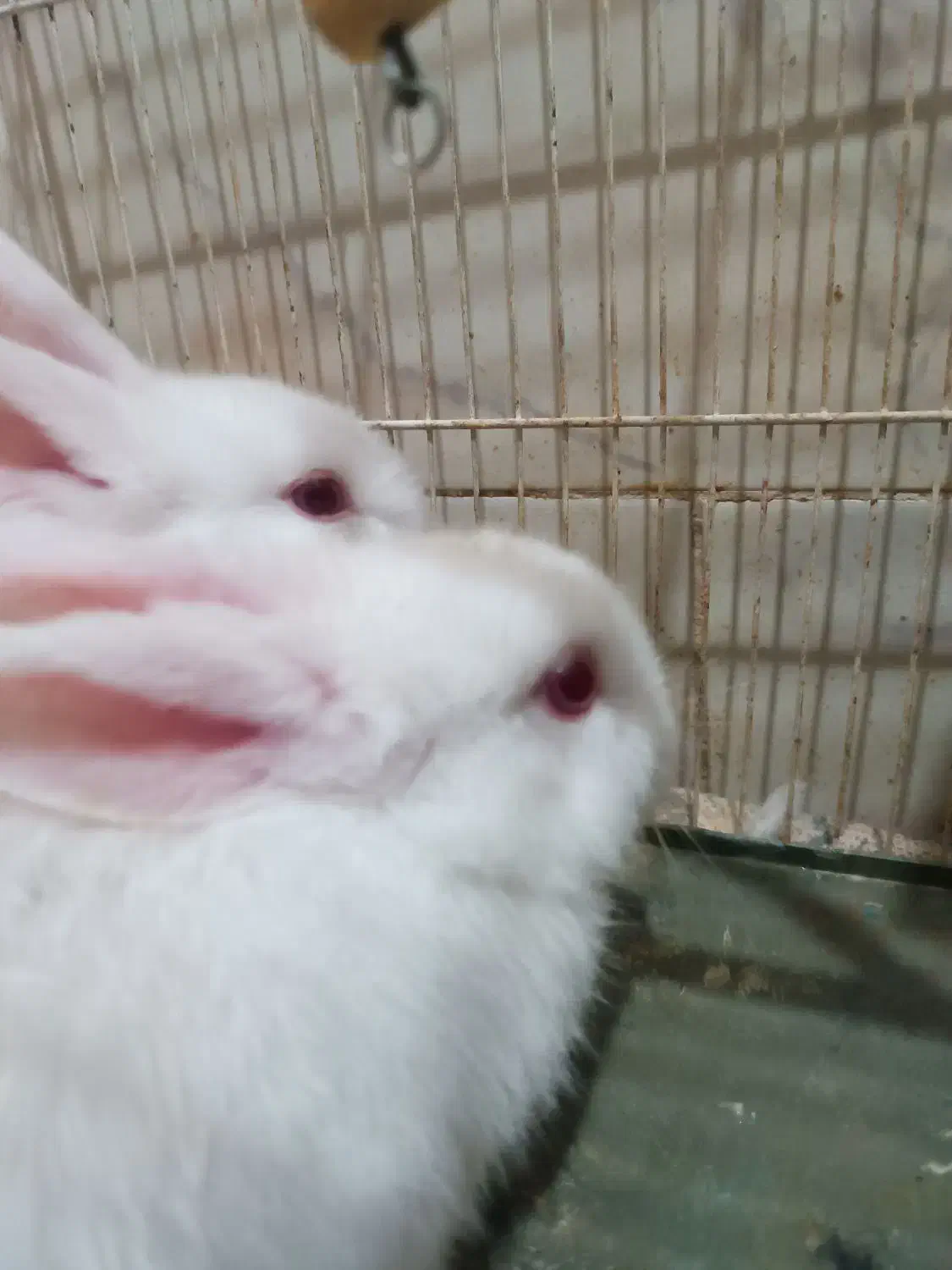 خرگوش|موش و خرگوش|نیشابور, دارایی|دیوار