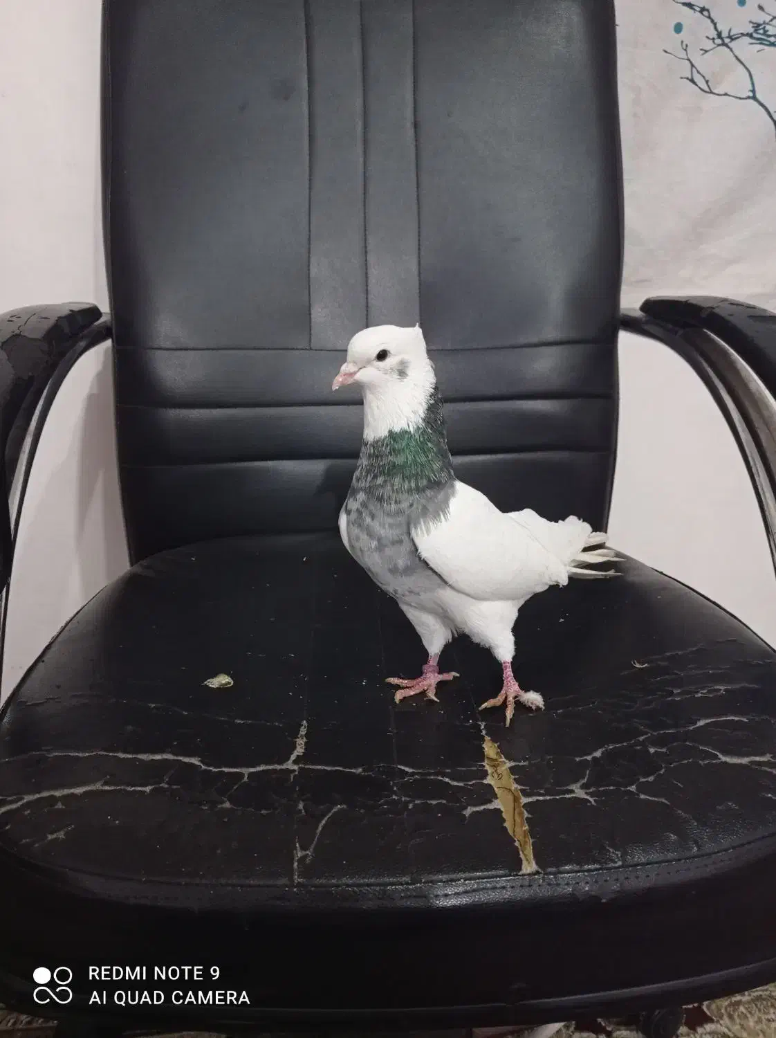 کبوتر|پرنده|میانه, |دیوار