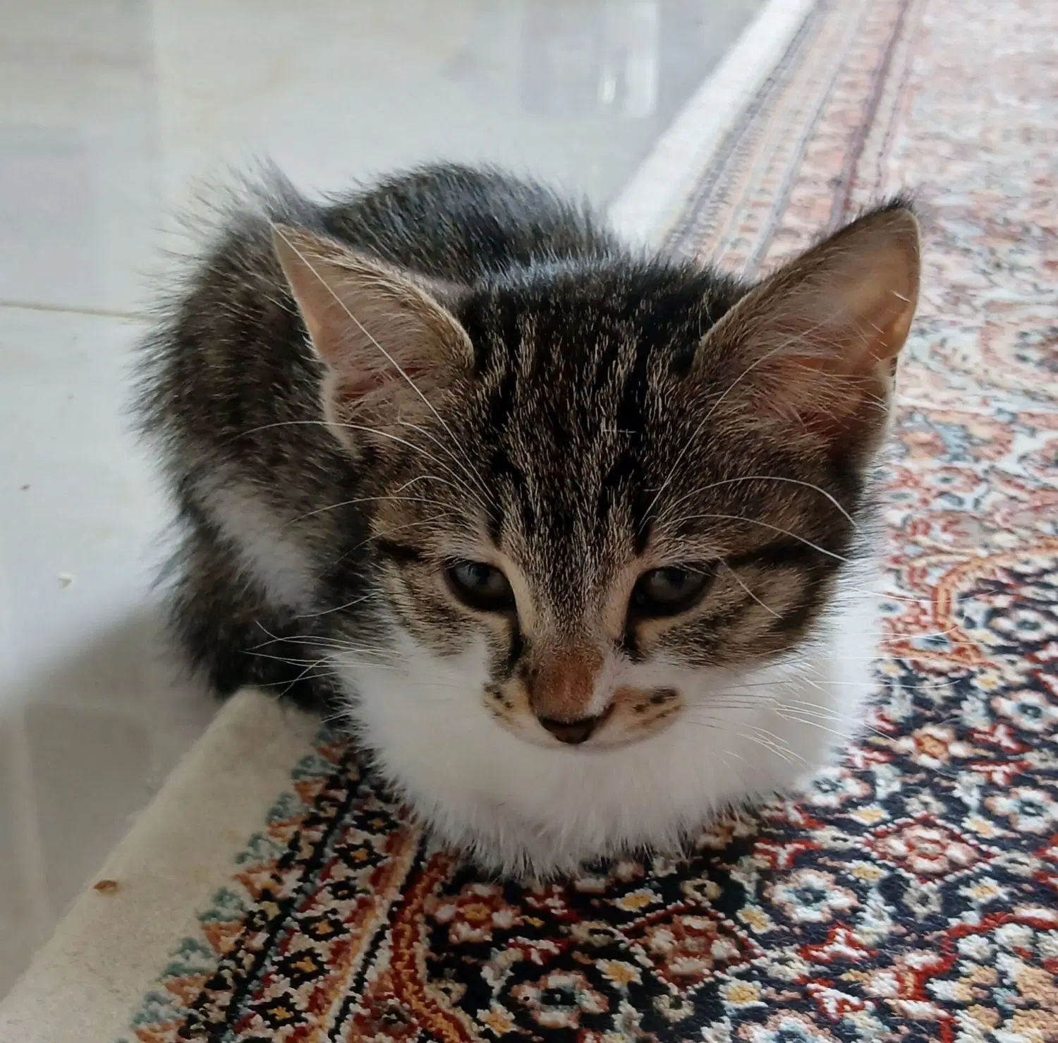 گربه|گربه|ارومیه, |دیوار