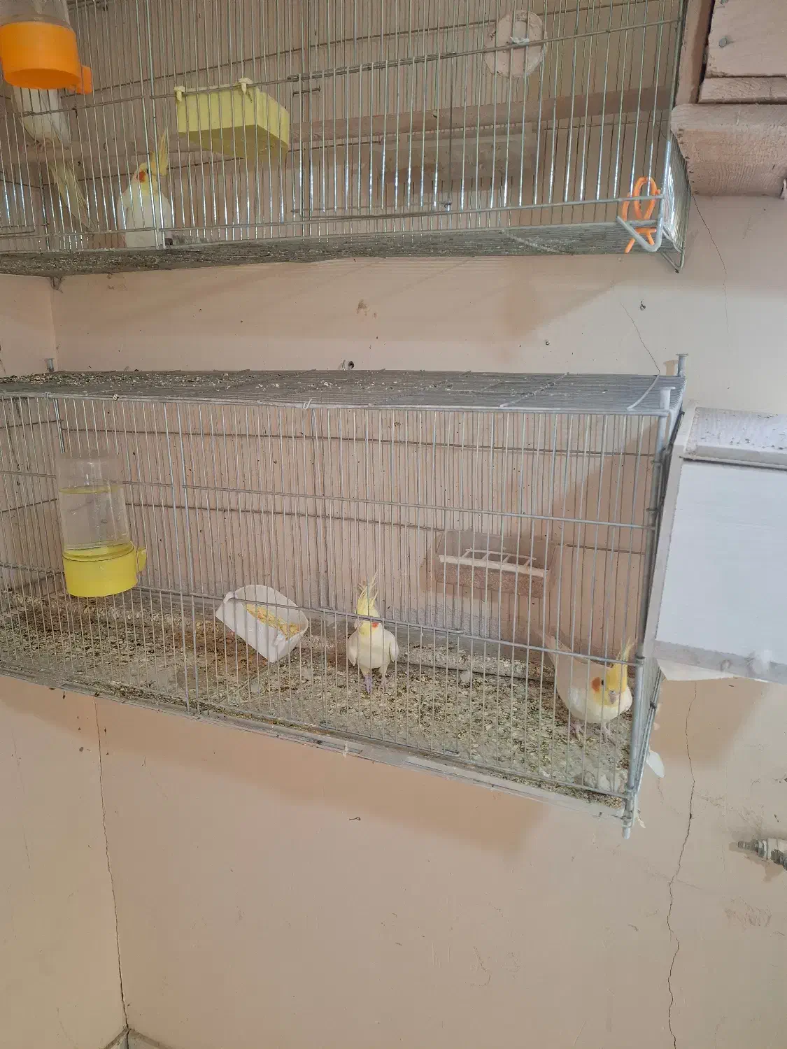 جفت عروس هلندی لوتینو|پرنده|اصفهان, نصرآباد|دیوار