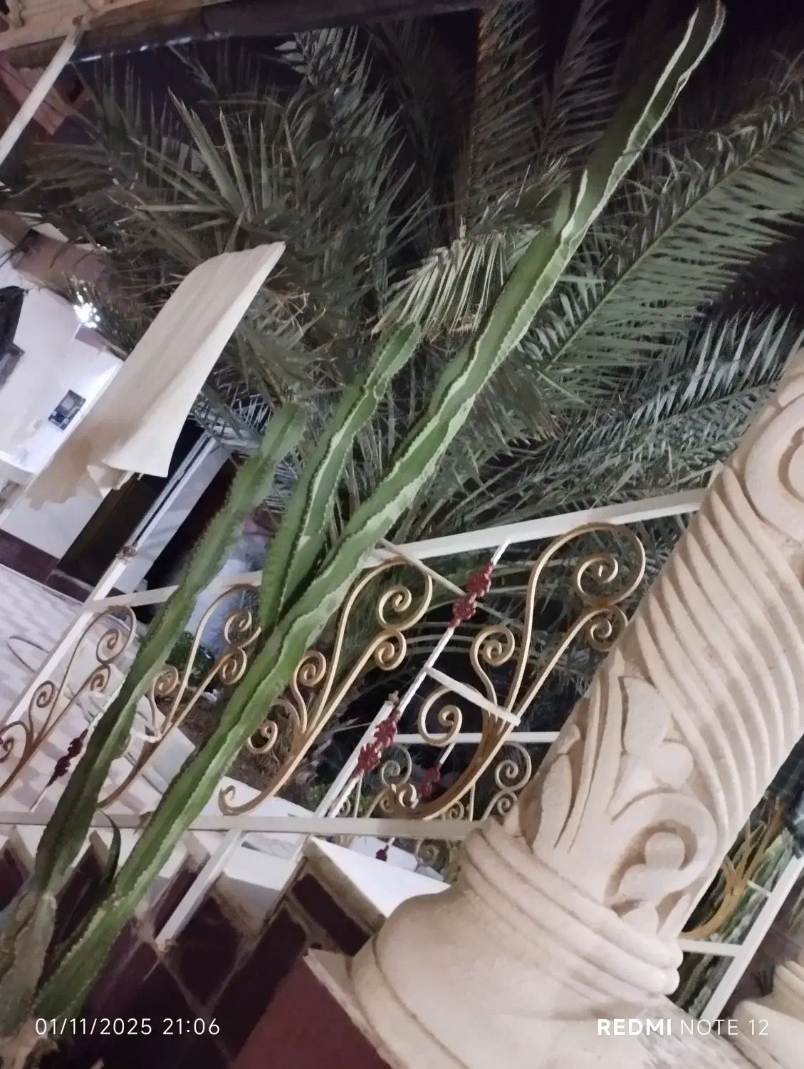 فروش کاکتوس سایزهای مختلف|گل و گیاه طبیعی|خورموج, |دیوار