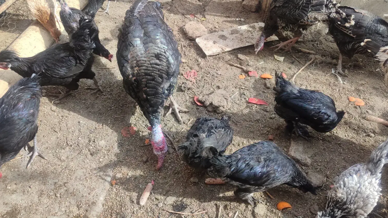 مرغ و بوقلمون|حیوانات مزرعه|رضویه, |دیوار