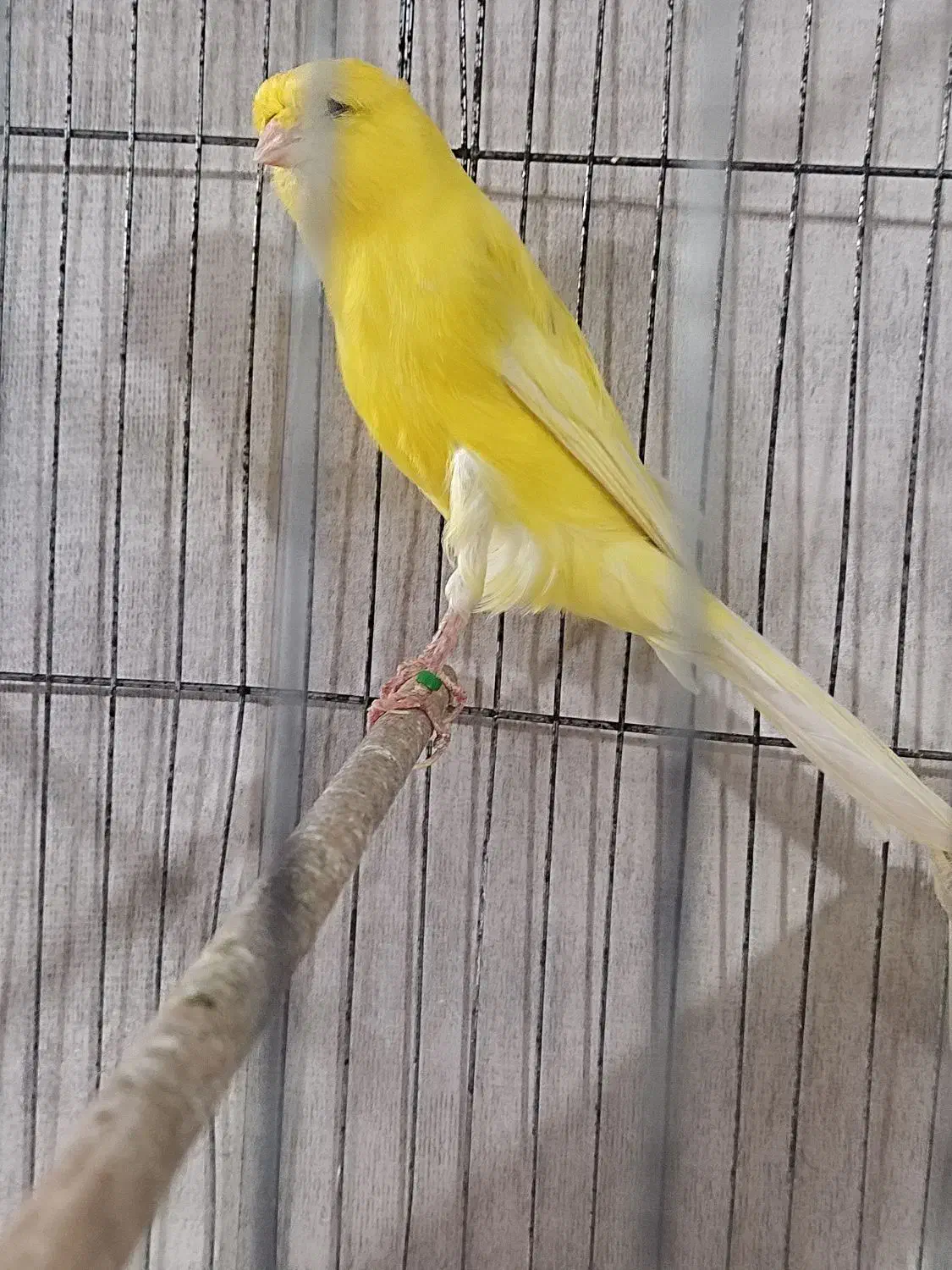 قناریه نر رسمی بلند مست|پرنده|کرج, گلشهر|دیوار