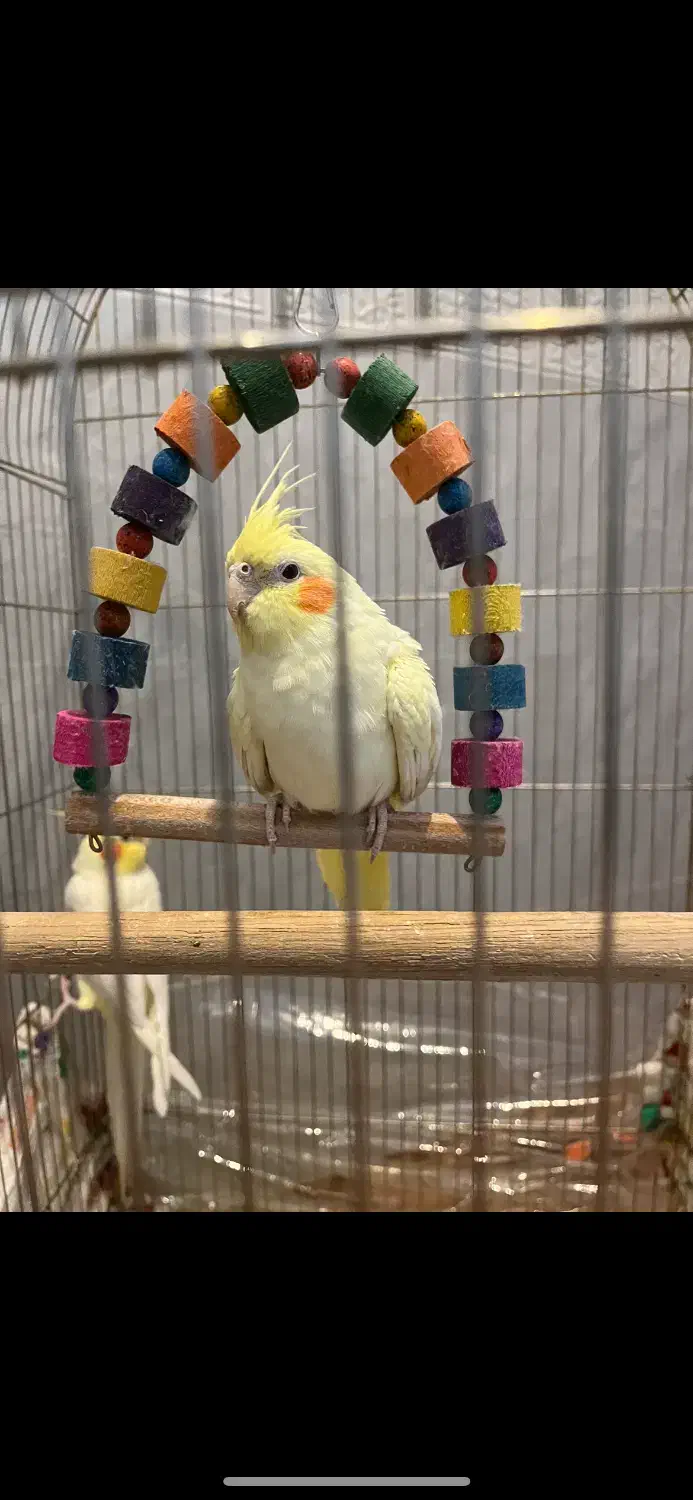 عروس هلندی جفت|پرنده|مرودشت, فاز دوم شهرک فرهنگیان|دیوار