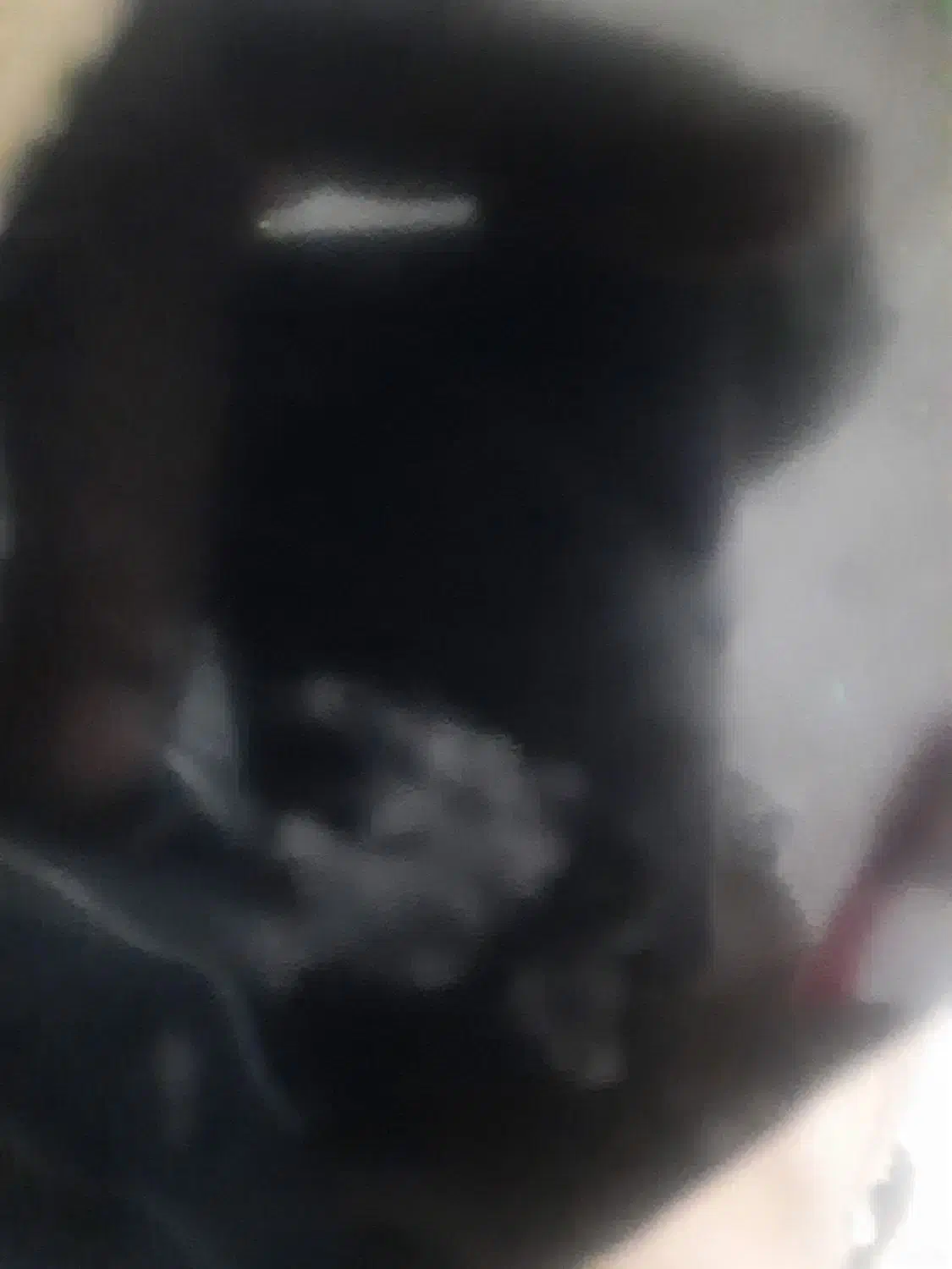 پیداشدن‌ یک‌ عددکوشی‌ سامسونکا۵۱|اشیا|قشم, |دیوار