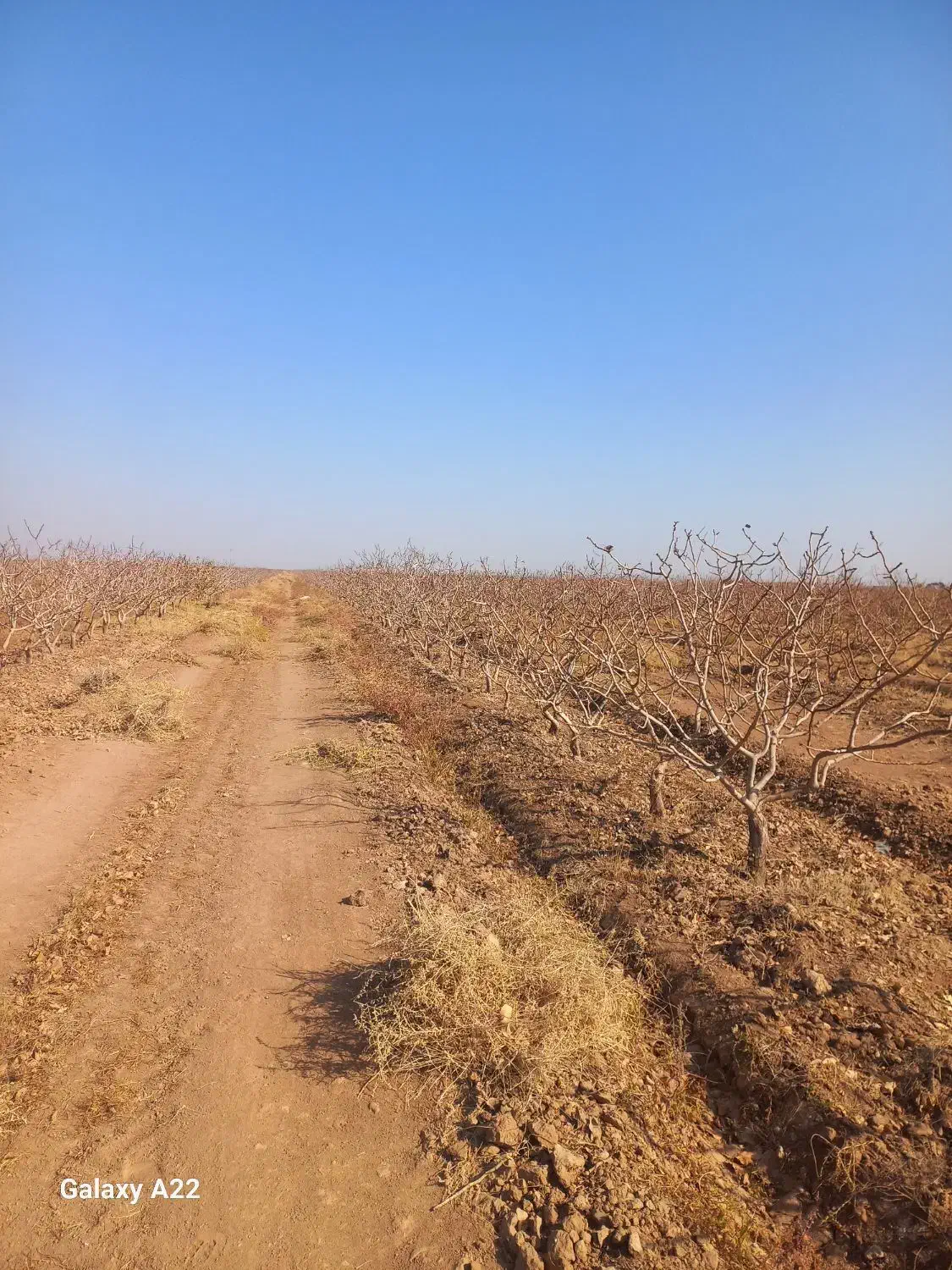 اجاره باغ پسته احمد آقایی ده ساله|اجارهٔ دفتر صنعتی، کشاورزی، تجاری|تایباد, |دیوار