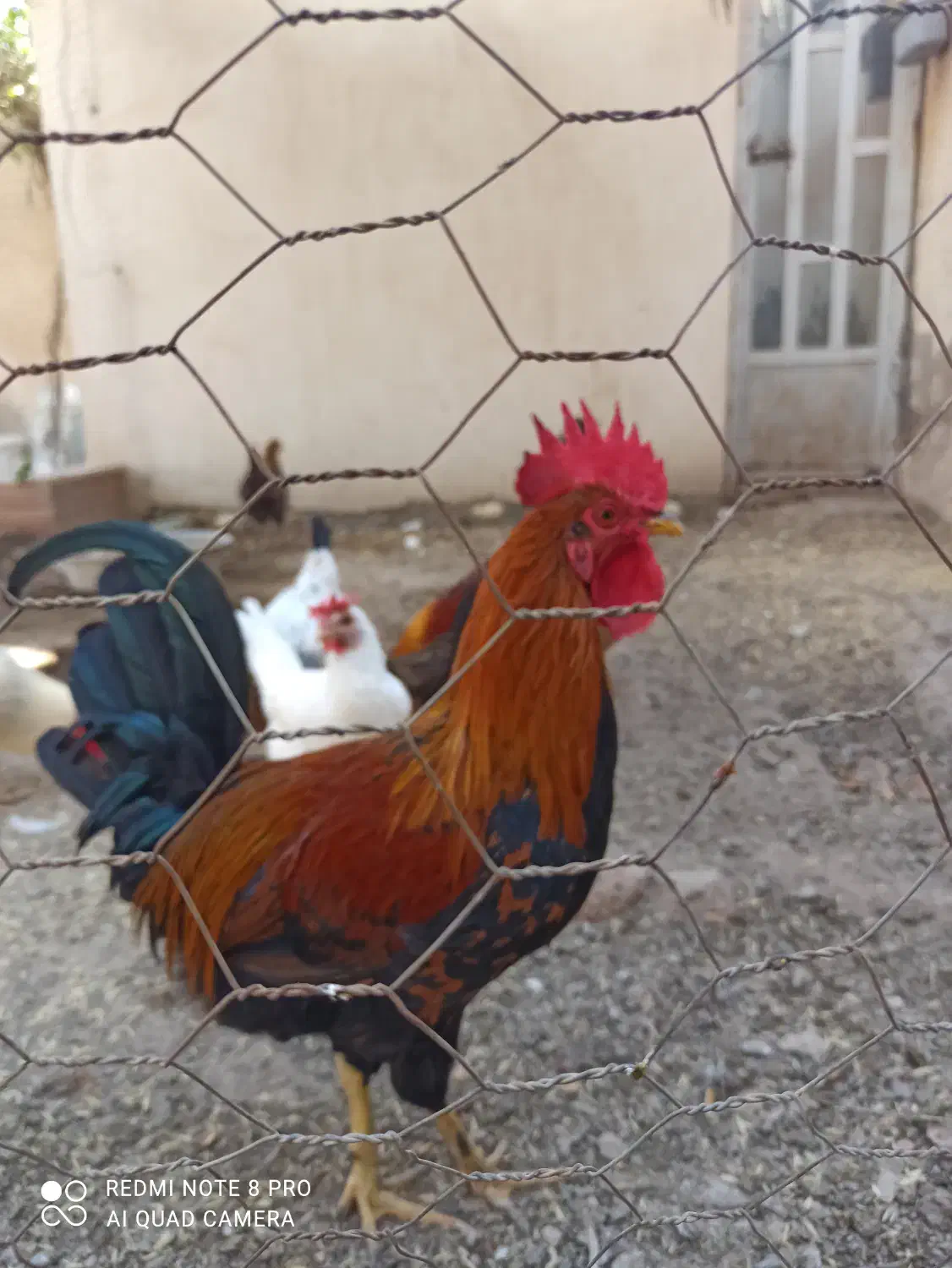 مرغ وخروس|حیوانات مزرعه|چمران, |دیوار