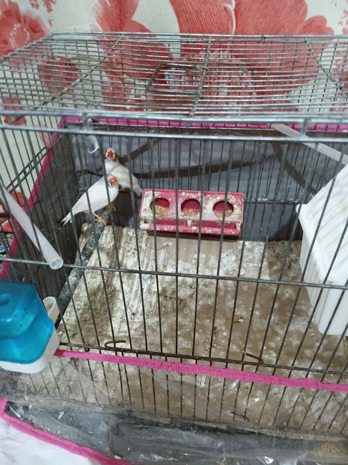 فنچ|پرنده|کرمان, |دیوار