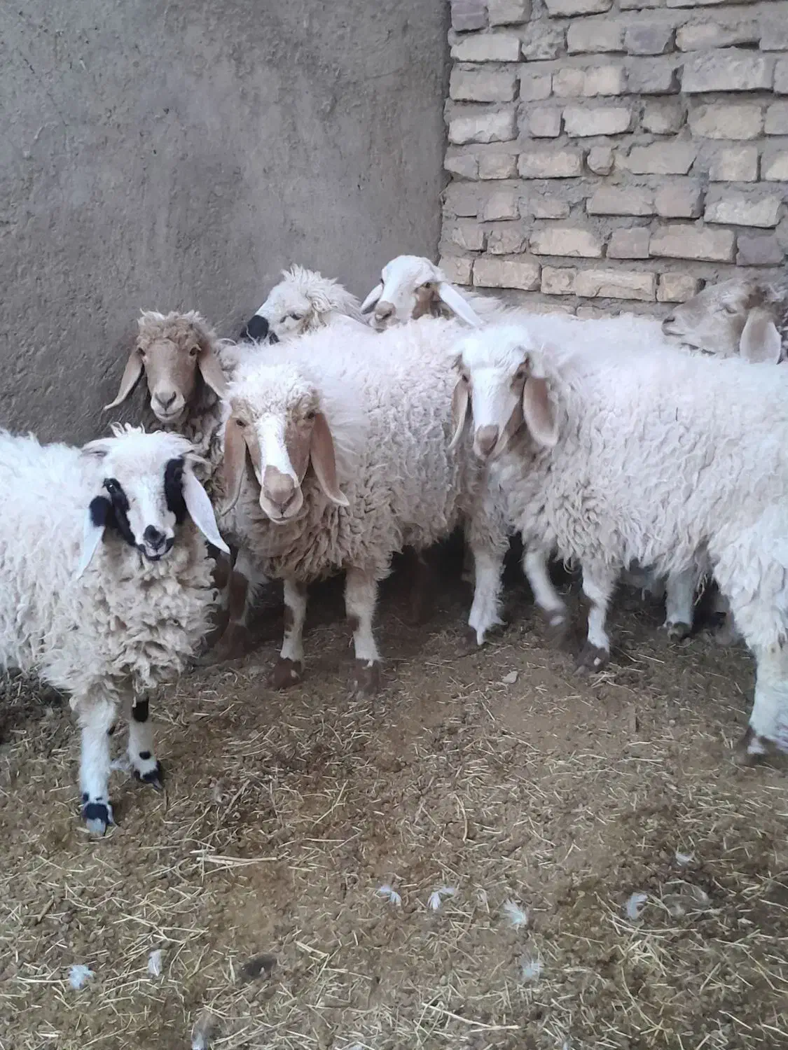 فروش گوسفند|حیوانات مزرعه|نرماشیر, |دیوار