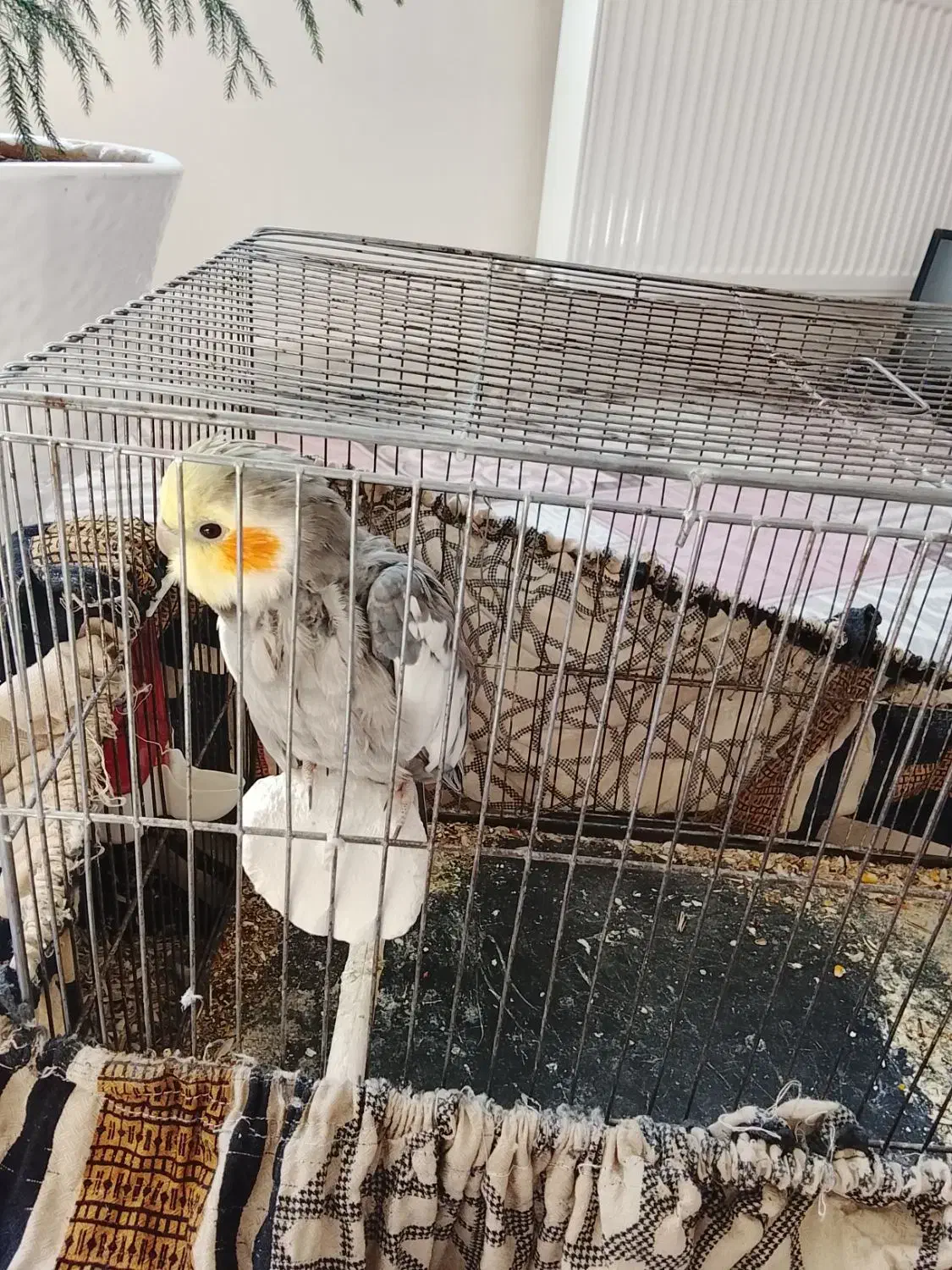 عروس هلندی سخنگو|پرنده|رباط‌کریم, الارد|دیوار