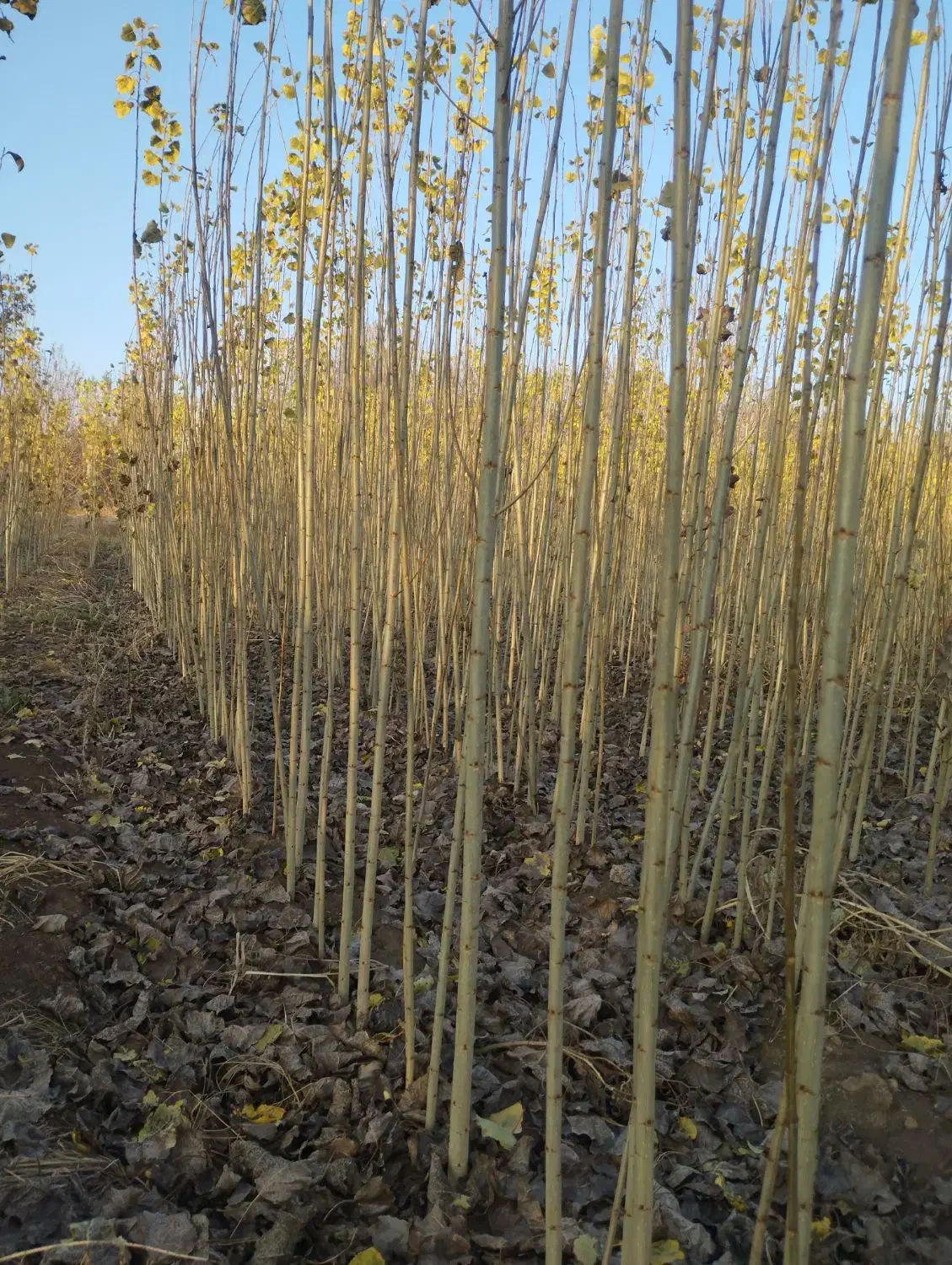 فروشی نهال و صنوبرستان|حراج|مهاباد (آذربایجان غربی), |دیوار