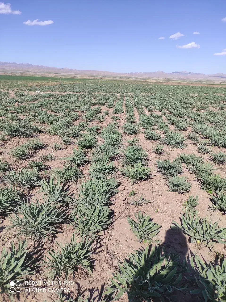 آنغوزه.نشاء|خدمات باغبانی و درختکاری|کاشمر, |دیوار