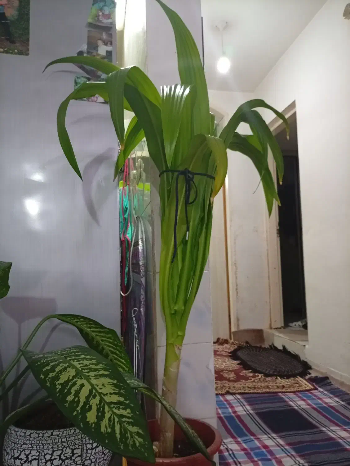 فروش گل ذرتی|گل و گیاه طبیعی|کازرون, |دیوار