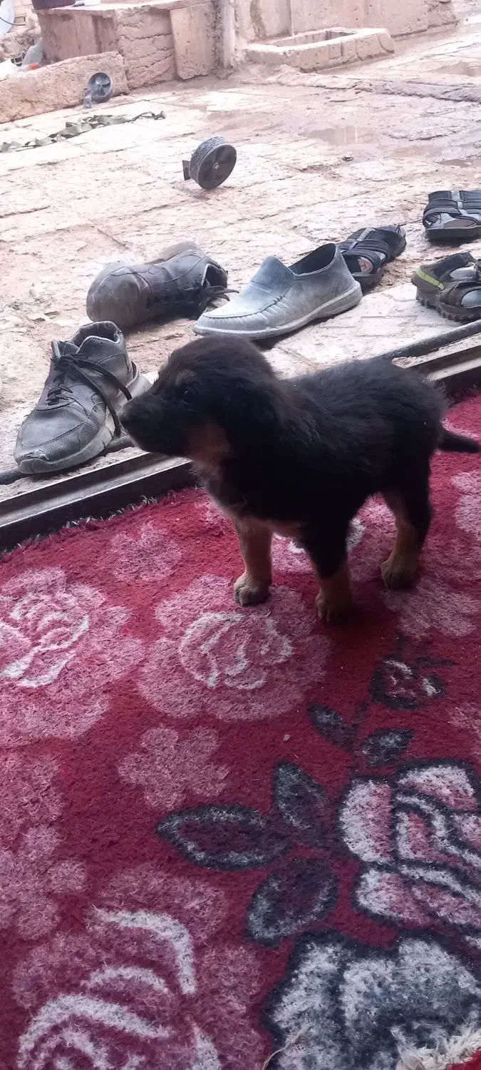 سک باعال سالم|سگ|زارچ, |دیوار