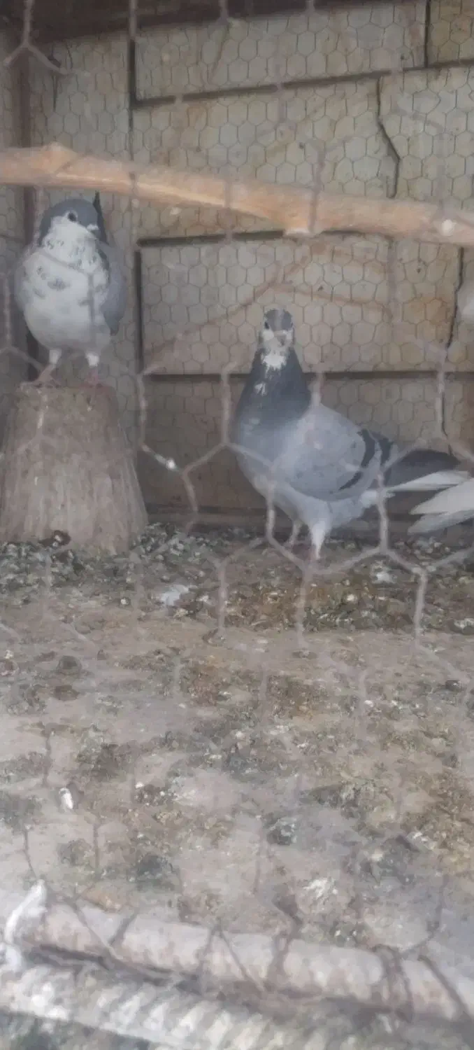 دمگیر|پرنده|اصفهان, مهرآباد|دیوار