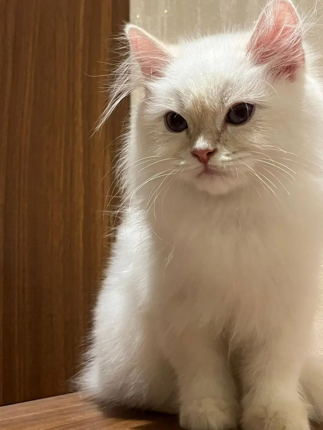 بریتیش لانگ هیر چشم آبی پسر|گربه|نوشهر, |دیوار