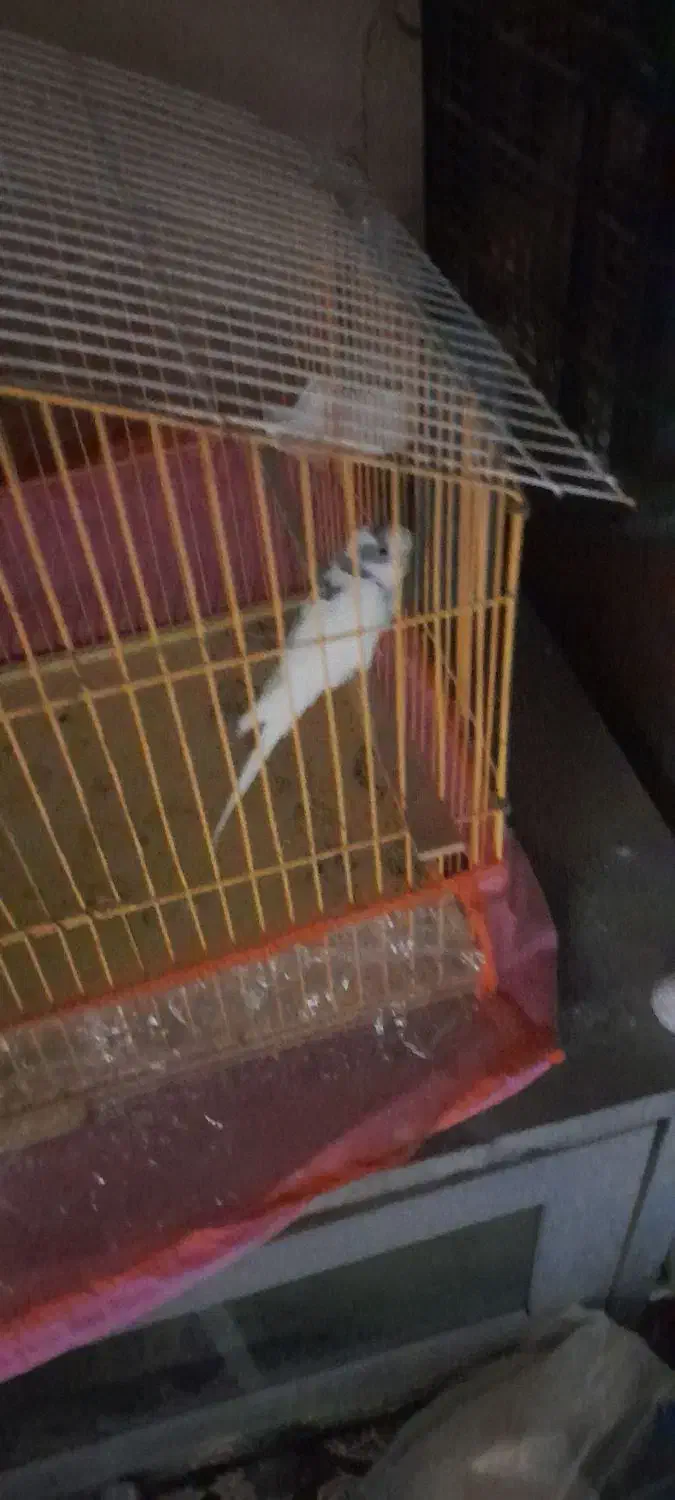 سلام یک جفت مرع عشق فروشی|پرنده|اسفراین, |دیوار