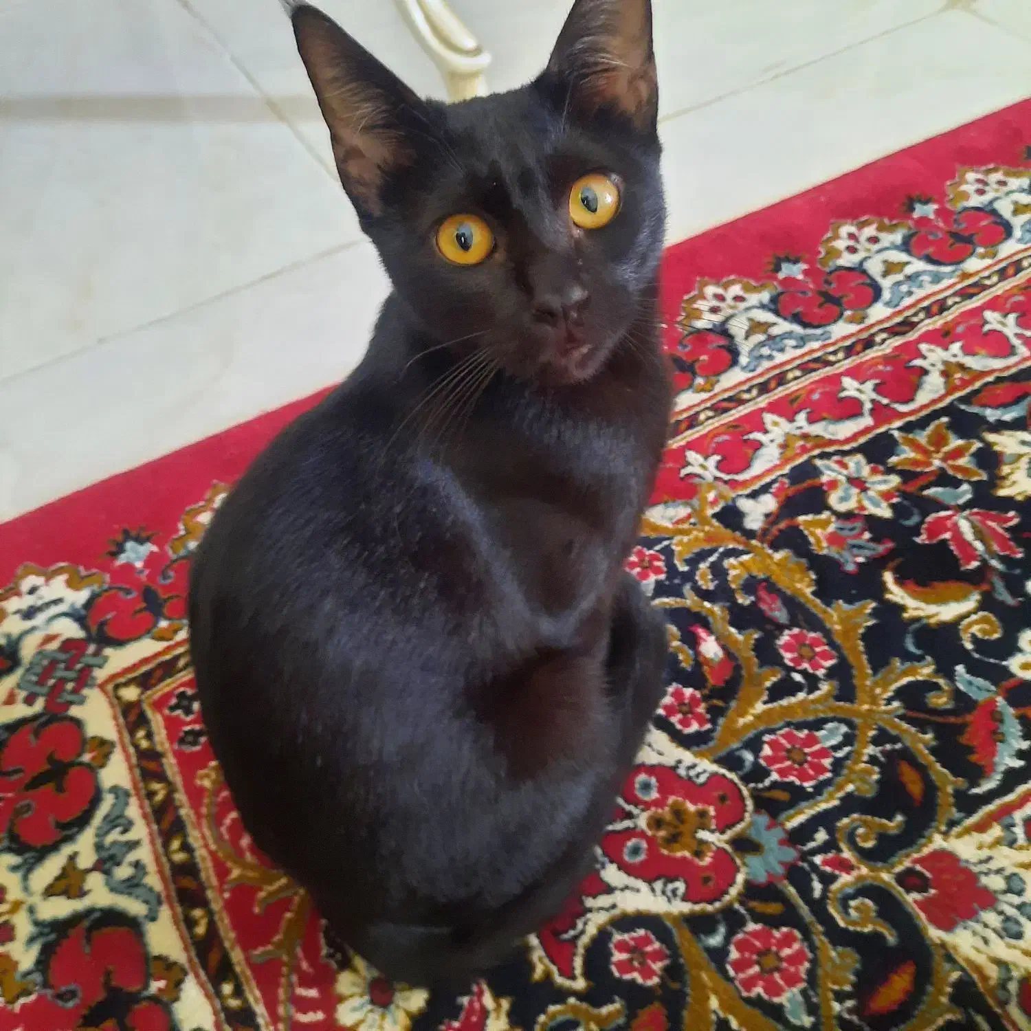 گربه خونگی ملوس|گربه|گنبد کاووس, |دیوار