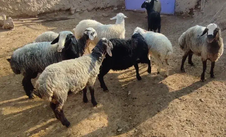 بره مناسب قربانی|حیوانات مزرعه|آبگرم, |دیوار