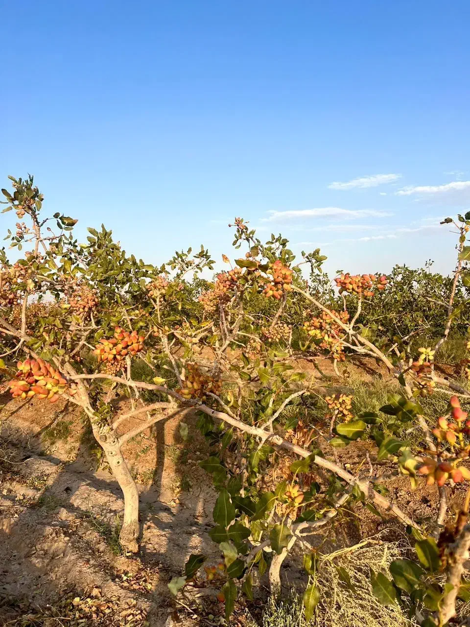 باغ پسته ۲ هکتار ۱۹ ساله|فروش زمین و ملک کلنگی|میان جلگه, |دیوار